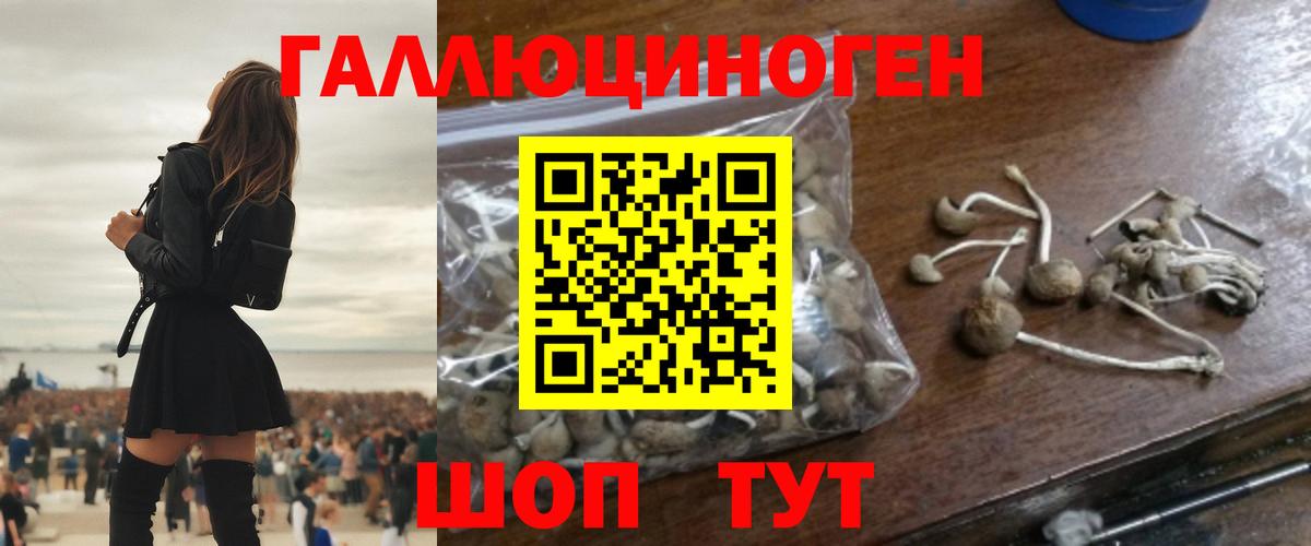 Лесной  Псилоцибиновые грибы Psilocybine cubensis  Псилоцибиновые грибы Cubensis  Вход с VPN 